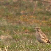 Tawny Pipit  "Anthus campestris"